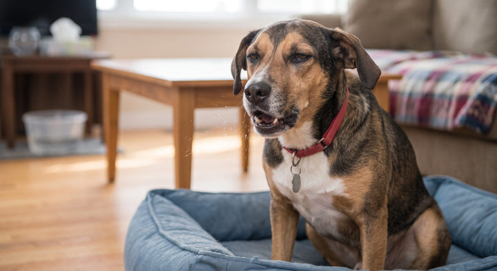 Hunde sitzt