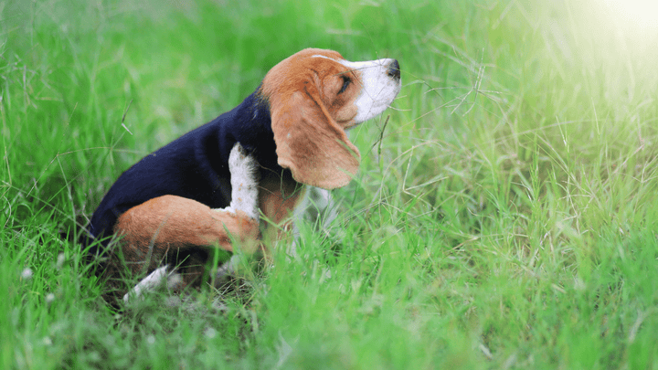 Allergien bei Hunden